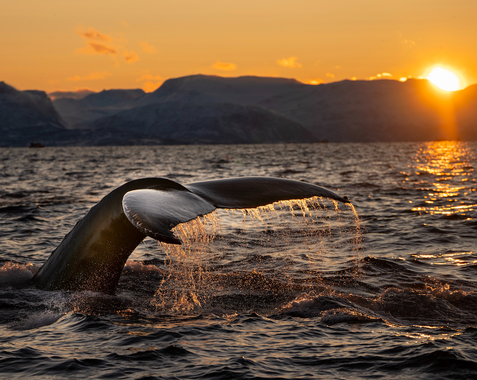 Azores Whale Watching