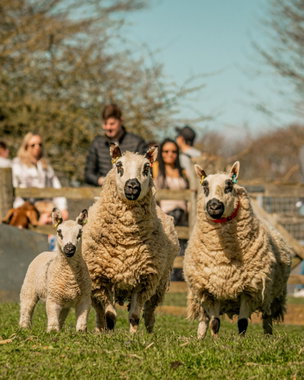 Cotswolds Sheepdog Demonstration