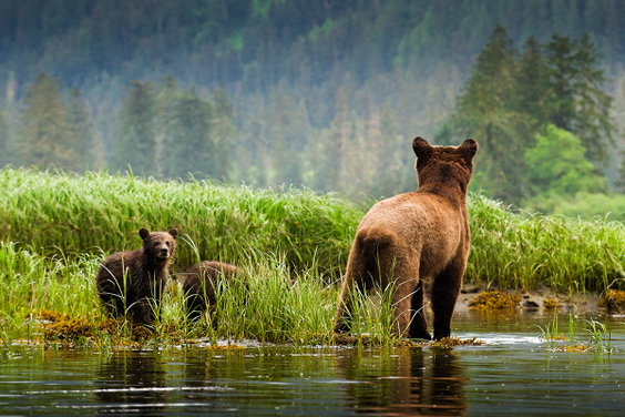 Great Bear Rainforest Guided Activities