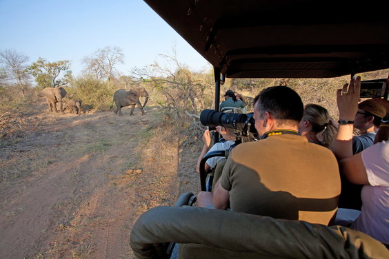 Kruger National Park Game Viewing