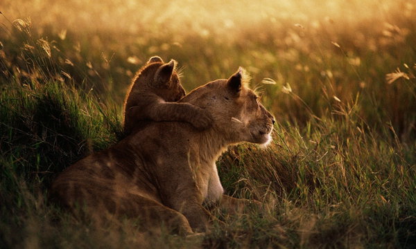 Into Africa