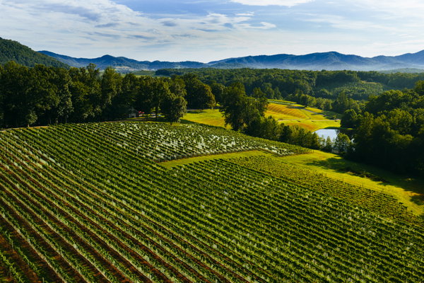 Virginia Vineyards