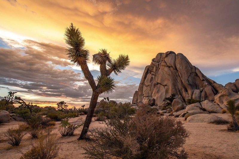 Joshua Tree Tranquility, Joshua Tree, United States of America, photo 24 of 27