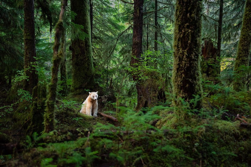 Breathtaking British Columbia, Great Bear Rainforest, Canada, photo 3 of 25