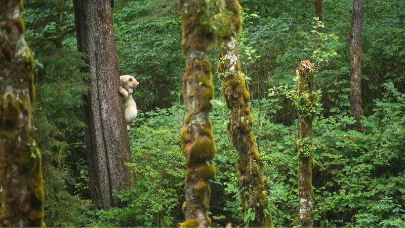 Breathtaking British Columbia, Great Bear Rainforest, Canada, photo 22 of 25