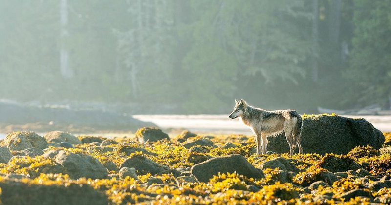 Breathtaking British Columbia, Great Bear Rainforest, Canada, photo 23 of 25