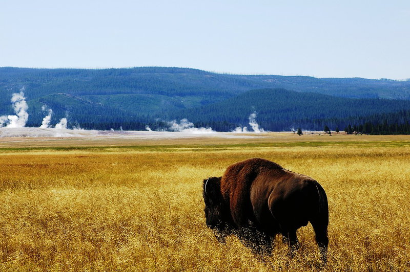 Yellowstone Dreams, Yellowstone, United States of America, photo 12 of 13