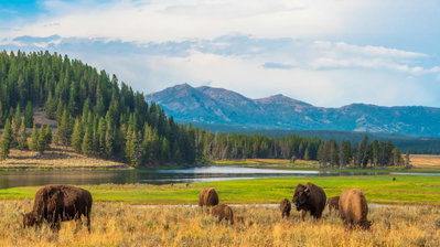 Yellowstone Dreams, Yellowstone, United States of America, photo 1 of 13