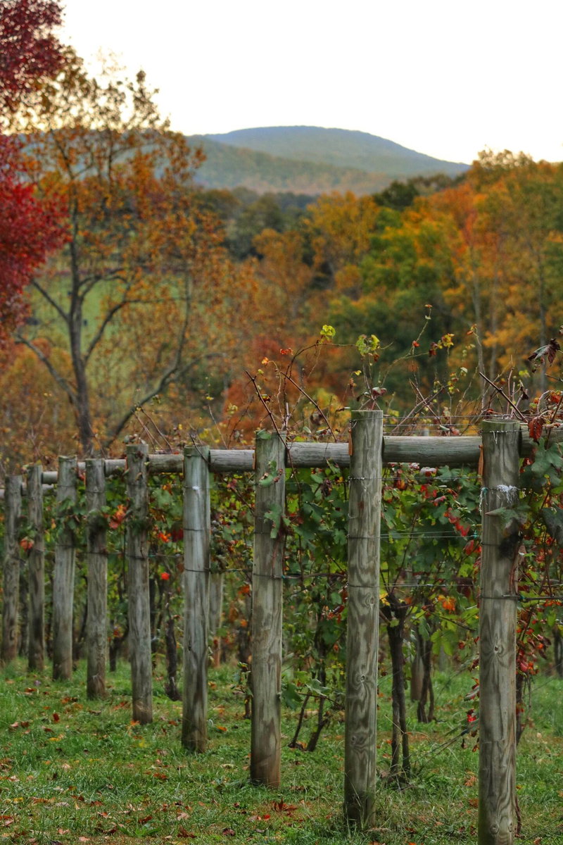 Blue Ridge Retreat, Blue Ridge Mountains, United States of America, photo 14 of 19
