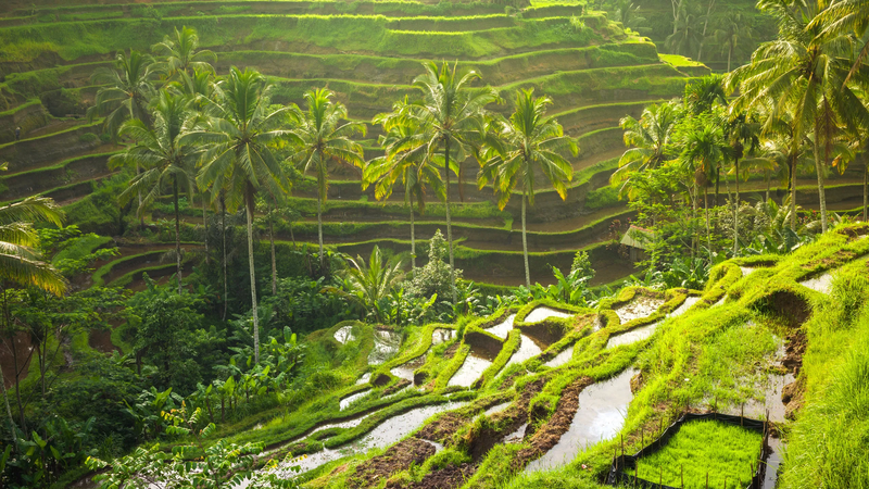Balinese Breeze, Bali, Indonesia, photo 5 of 22
