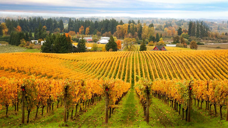Oregon Wine Trail, Willamette Valley, United States of America, photo 39 of 39
