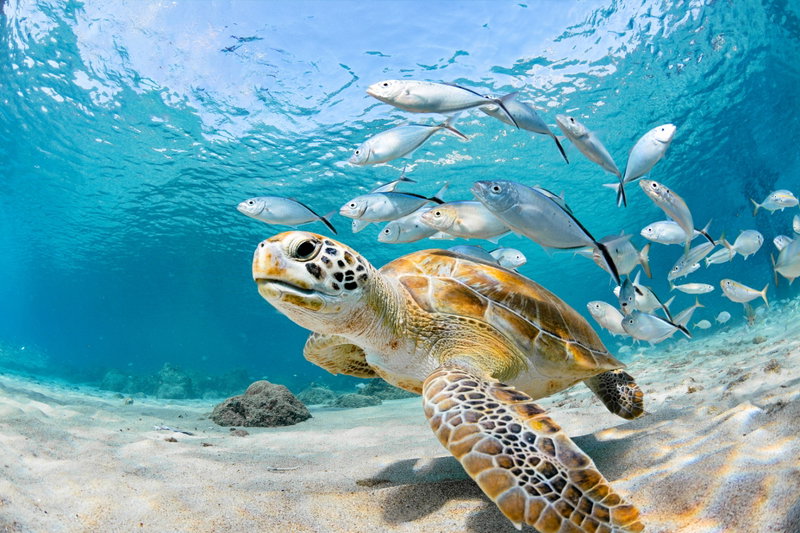 Turtle Cove Romance, Turks & Caicos, Turks and Caicos Islands, photo 18 of 19