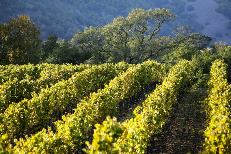 Sun-Kissed Sonoma, Sonoma, United States of America, photo 5 of 19