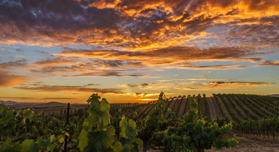 Sun-Kissed Sonoma, Sonoma, United States of America, photo 1 of 19
