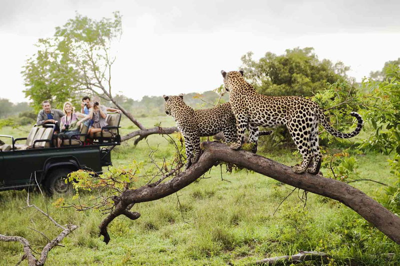 South African Safari, Kruger National Park, South Africa, photo 3 of 19