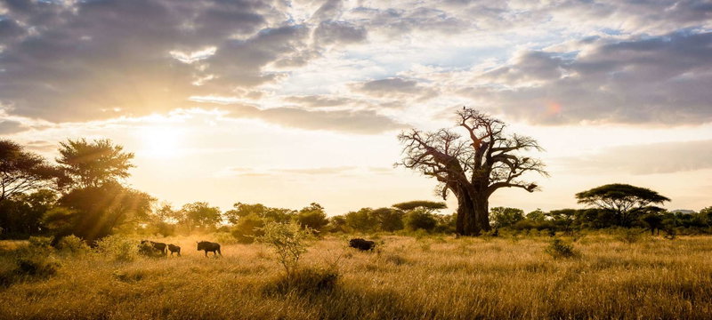 South African Safari, Kruger National Park, South Africa, photo 19 of 19
