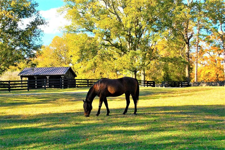 Discover Nashville in a Day, Nashville, United States of America, photo 8 of 15