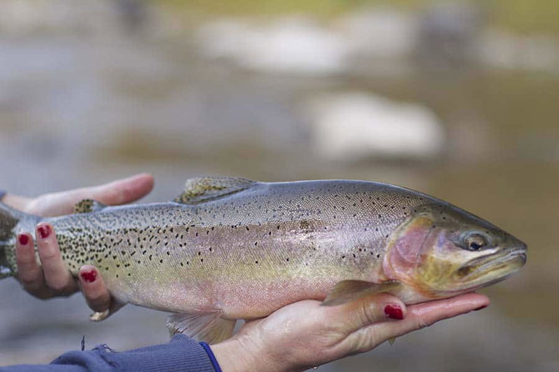 Montana Fly Fishing, Montana, United States of America, photo 5 of 10