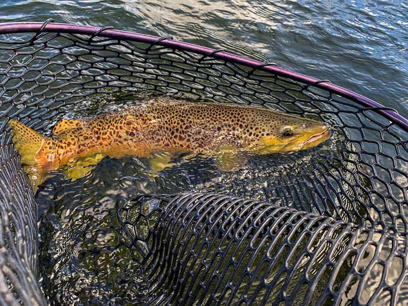 Montana Fly Fishing, Montana, United States of America, photo 8 of 10