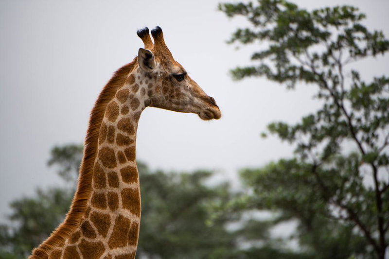 Safari Serenity, The Waterberg, South Africa, photo 16 of 18