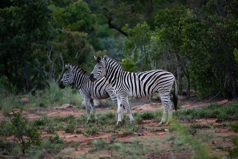 Safari Serenity, The Waterberg, South Africa, photo 5 of 18