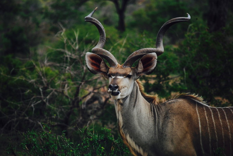 Safari Serenity, The Waterberg, South Africa, photo 7 of 18