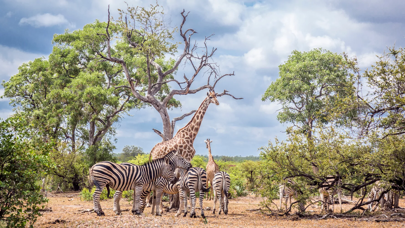 Safari Serenity, The Waterberg, South Africa, photo 3 of 18
