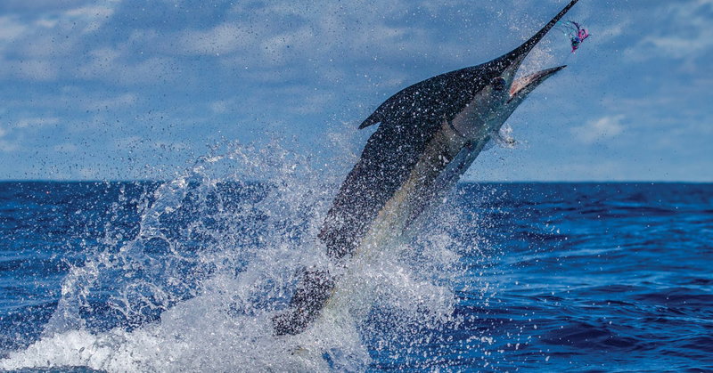 Cabo Sportfishing Adventure, Cabo San Lucas, Mexico, photo 3 of 22