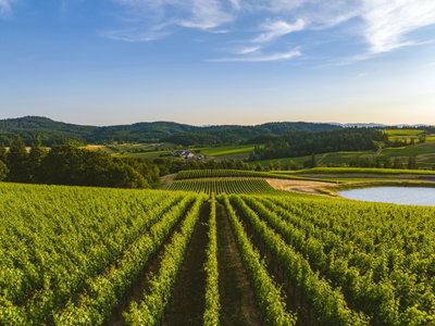 Willamette Wine Retreat, Willamette Valley, United States of America, photo 1 of 19