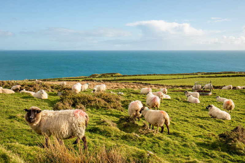 Irish Coastal Charms, County Galway, Ireland, photo 15 of 16