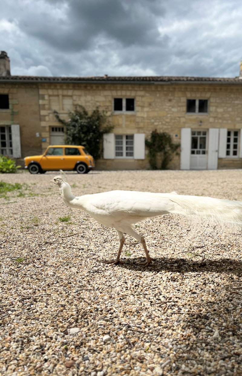 Bordeaux Bliss, Saint-Émilion, France, photo 14 of 19