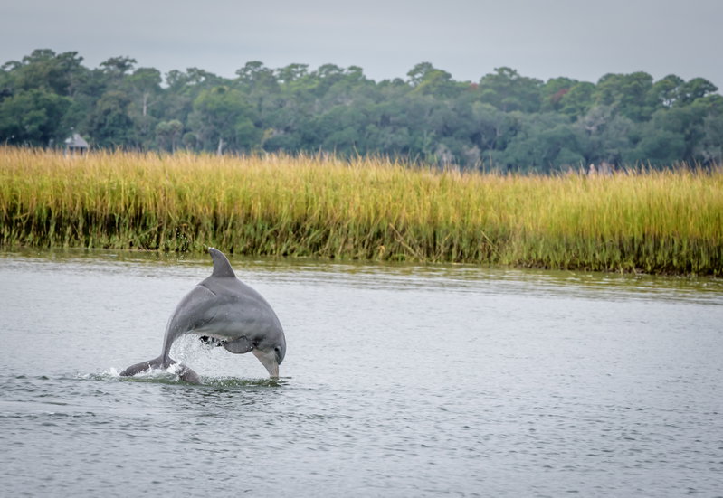 Georgia Southern Serenity, Shellman Bluff, United States of America, photo 18 of 19